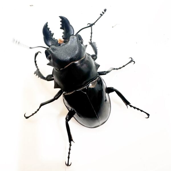 台灣鬼豔鍬形蟲（桃園.復興產）♂78mm   長.中.短牙組合含母