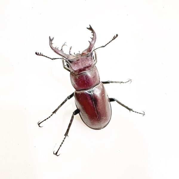 栗色深山鍬形蟲（南投.仁愛產）♂38mm 單公