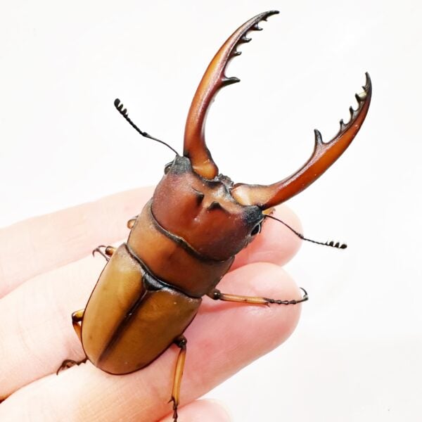 兩點赤鍬形蟲（南投.仁愛產）♂62.5mm 成對