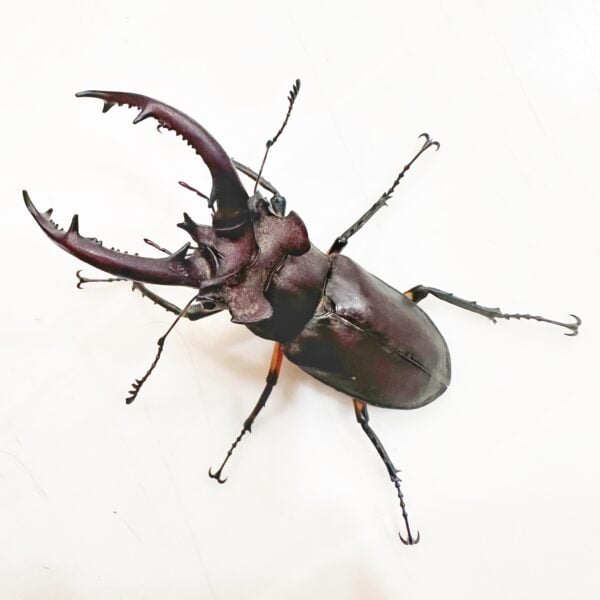 台灣深山鍬形蟲（新北.烏來產）♂69.5mm 成對