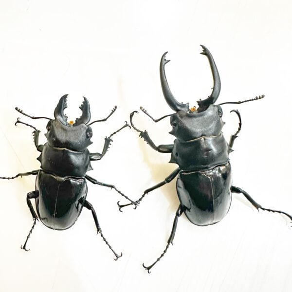 台灣鬼豔鍬形蟲（新北.坪林）♂81mm   長牙.中牙組合含母