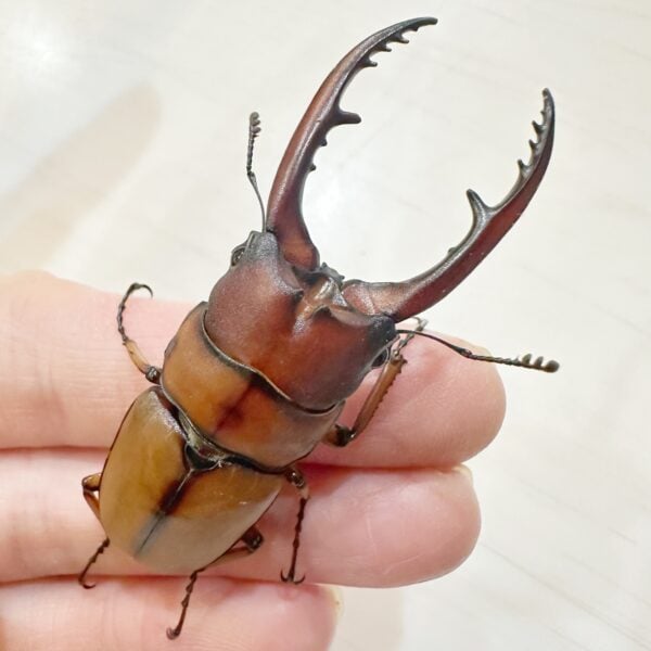 兩點赤鍬形蟲（新北.坪林產）♂63mm 成對