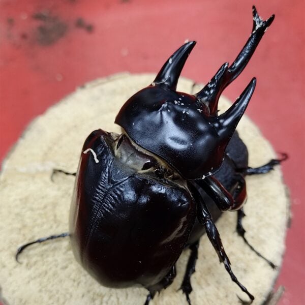 亞克提恩大兜蟲 親代♂112mm♀74mm L1~L2 3隻一組 B組