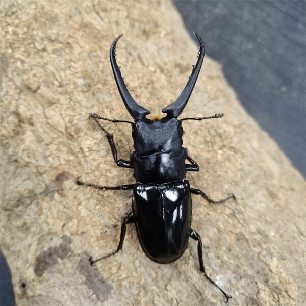 大輔氏長頸鹿鋸鍬形蟲 ♂85mm 成對