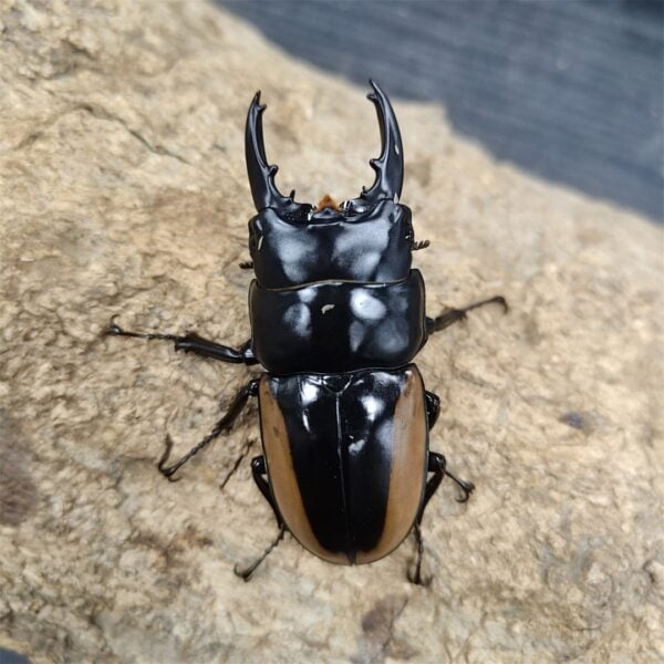 所羅門鋸鍬形蟲 ♂65mm 單公