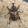 雲頂兜蟲（蘇拉威西產） ♂39mm 單公