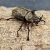 雲頂兜蟲（蘇拉威西產） ♂39mm 單公