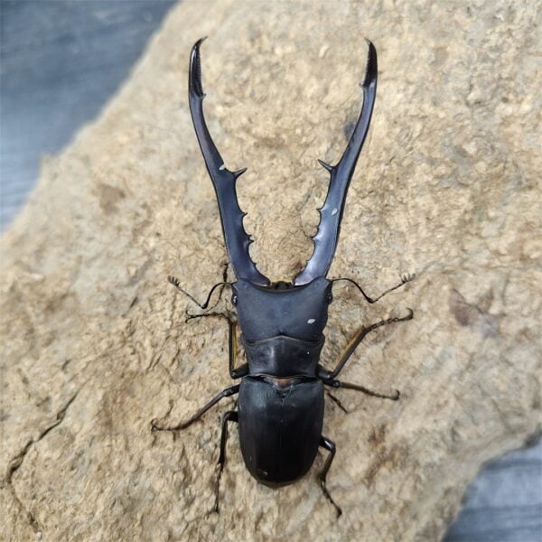美他利佛細身赤鍬形蟲 ♂83mm 成對