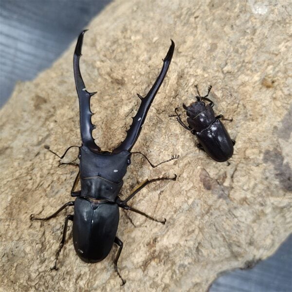 美他利佛細身赤鍬形蟲 ♂83mm 成對
