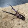 美他利佛細身赤鍬形蟲 ♂82mm 成對