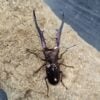 美他利佛細身赤鍬形蟲 ♂82mm 成對
