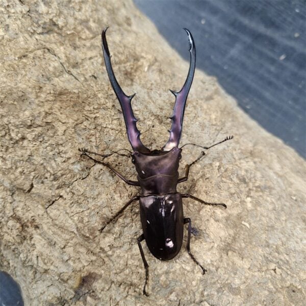 美他利佛細身赤鍬形蟲 ♂82mm 成對