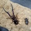 美他利佛細身赤鍬形蟲 ♂82mm 成對