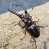 巨叉深山鍬形蟲 ♂80mm 成對