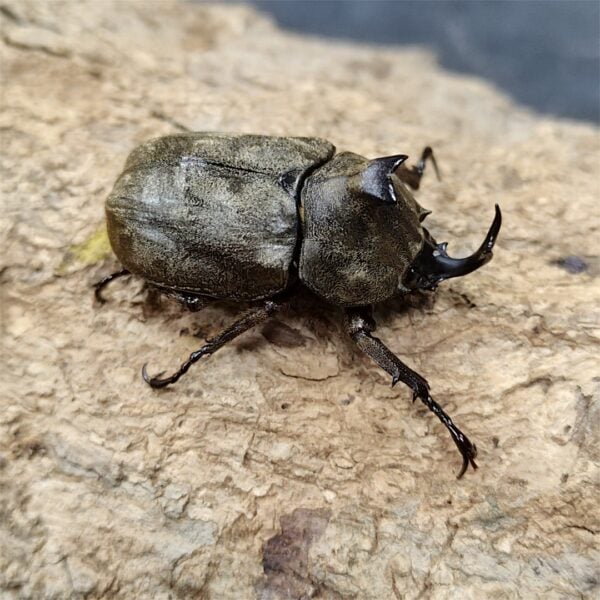 雲頂兜蟲（蘇拉威西產）♂41mm 成對