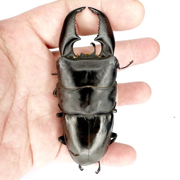 亞齊巨扁鍬形蟲（大型血統.KUNI）♂100mm+ 成對