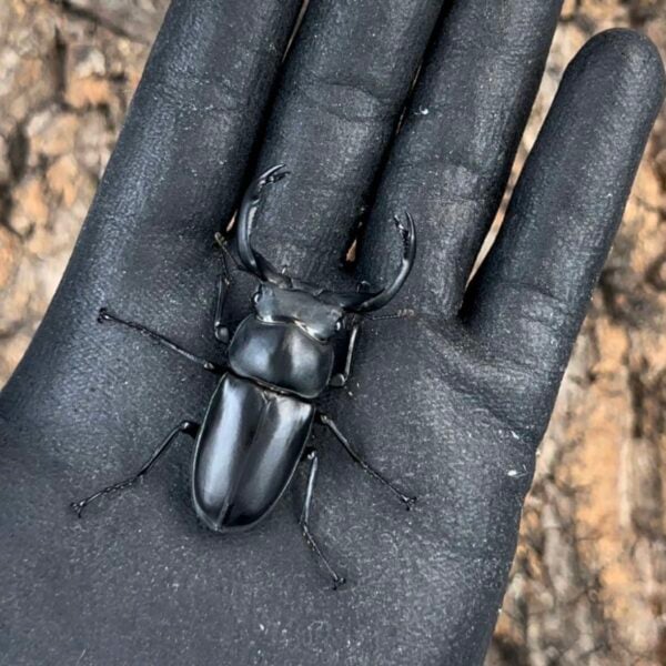 台灣鹿角鍬形蟲 ♂ 50mm 成對
