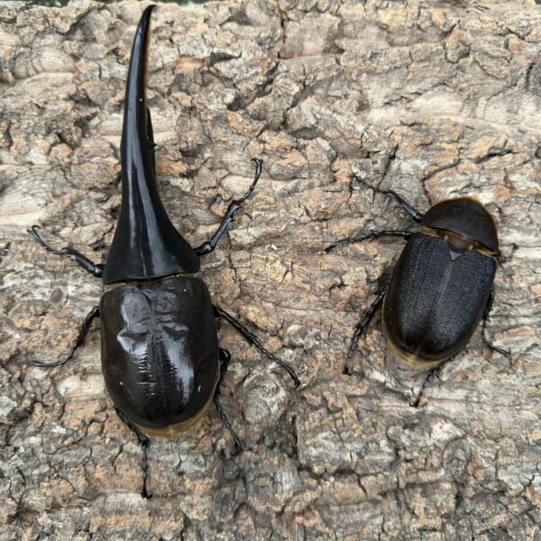 長戟大兜（河野）♂160mm成對