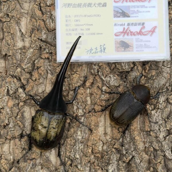長戟大兜（河野）♂160mm成對