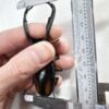 雲頂鹿角鍬形蟲 幼蟲（83mm大型後代）5隻一組 C
