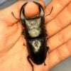 中國大鍬形蟲 (KX303 極太血統) ♂ 72mm 單公