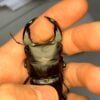 中國大鍬形蟲 (KX303 極太血統) ♂ 70mm 單公