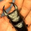 中國大鍬形蟲 (KX303 極太血統) ♂ 72mm 單公