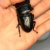 中國大鍬形蟲 (KX303 極太血統) ♂ 72mm 單公