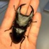 中國大鍬形蟲 (KX303 極太血統) ♂ 70mm 單公