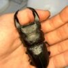 中國大鍬形蟲 (KX303 極太血統) ♂ 75mm 單公