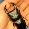 中國大鍬形蟲 (KX303 極太血統) ♂ 72mm 單公