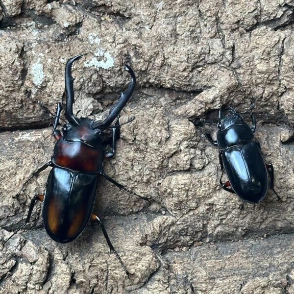 雲頂鹿角鍬形蟲（82mm大型後代）♂70mm 成對