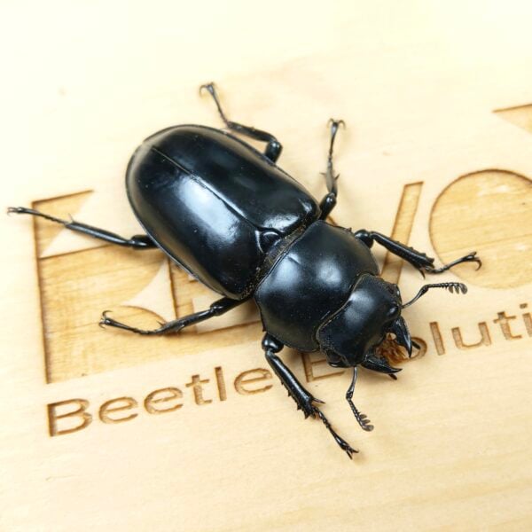 金剛鹿角鍬形蟲（Rwk）♀43mm WD大型單母