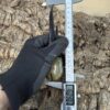 赫克力士長戟大兜蟲 ♂160mm 單公（粗長血）