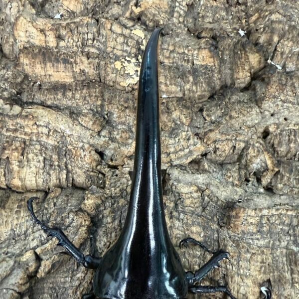 赫克力士長戟大兜蟲 ♂160mm 單公（粗長血）