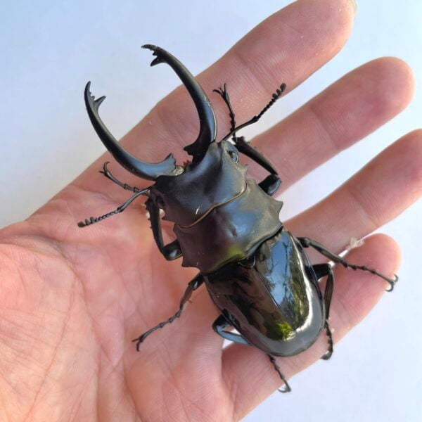 台灣鬼豔鍬形蟲（桃園.復興鄉）♂78mm 對蟲