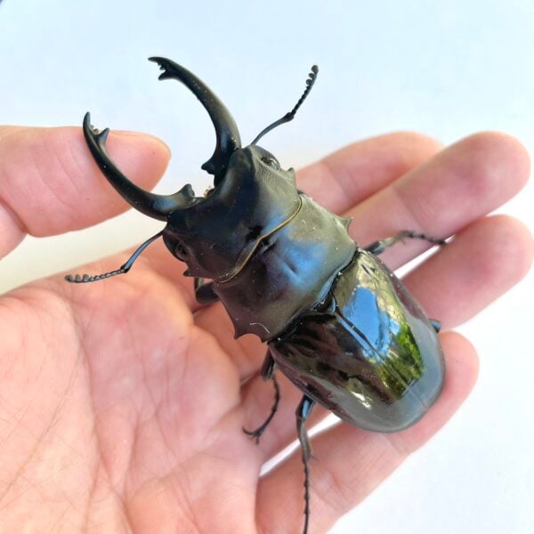 台灣鬼豔鍬形蟲（桃園.復興鄉.偏中長牙）♂80mm 對蟲