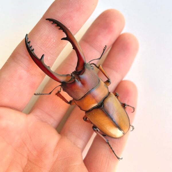 兩點赤鍬形蟲（桃園.復興鄉）♂65mm 成對
