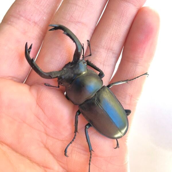 台灣鹿角鍬形蟲（桃園.復興鄉）♂51mm 成對