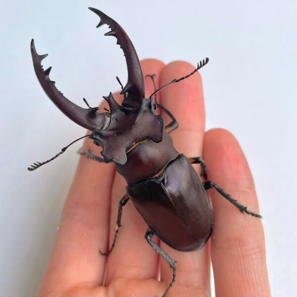 台灣深山鍬形蟲（新北.三峽產）♂74mm 成對
