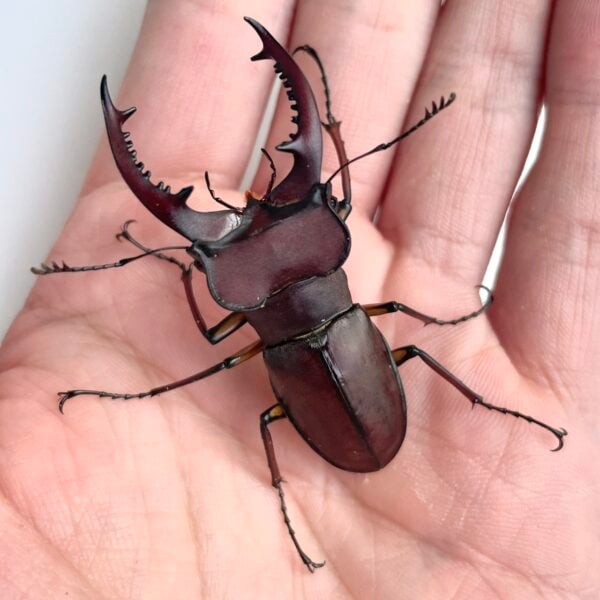 姬深山鍬形蟲（新竹.尖石產）♂51mm 成對 B