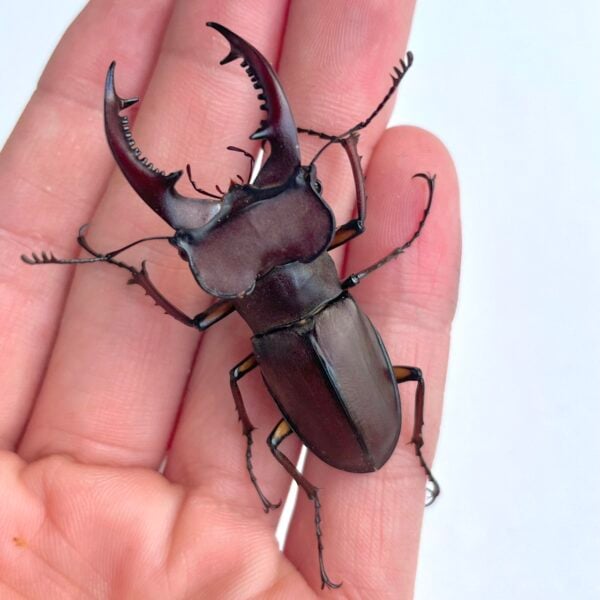 姬深山鍬形蟲（新竹.尖石產）♂51mm 成對 A