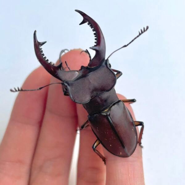 姬深山鍬形蟲（桃園.復興產）♂51mm 成對