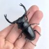 台灣鹿角鍬形蟲（新竹.尖石產）♂54mm 成對