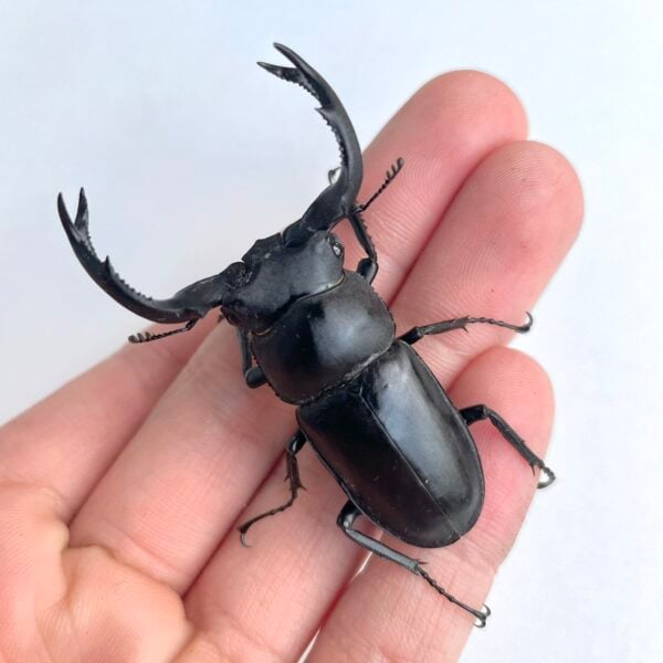 台灣鹿角鍬形蟲（新竹.尖石產）♂54mm 成對
