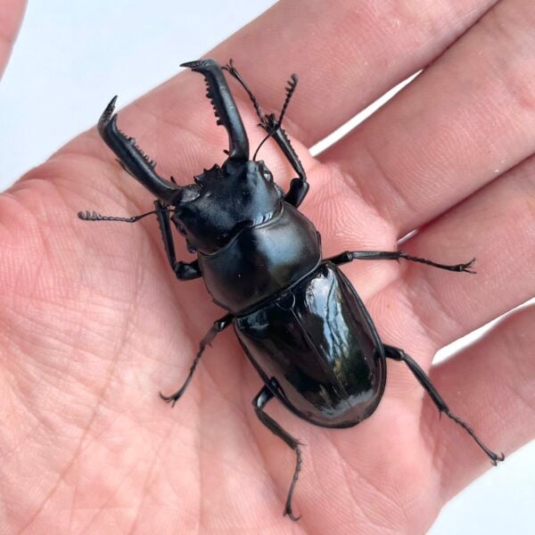 漆黑鹿角鍬形蟲（新竹.尖石產）♂52.5mm 成對