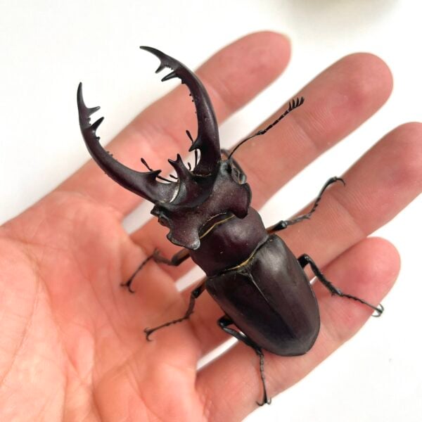 台灣深山鍬形蟲（新北.坪林產）♂74mm 成對