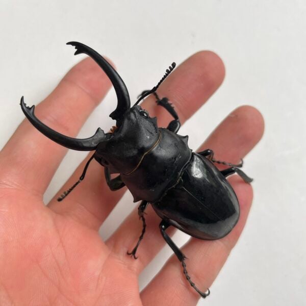 台灣鬼豔鍬形蟲（新北.坪林）♂74mm   長牙.中牙組合含母