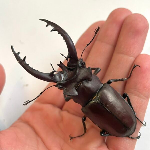 台灣深山鍬形蟲（桃園.復興產）♂72mm 成對