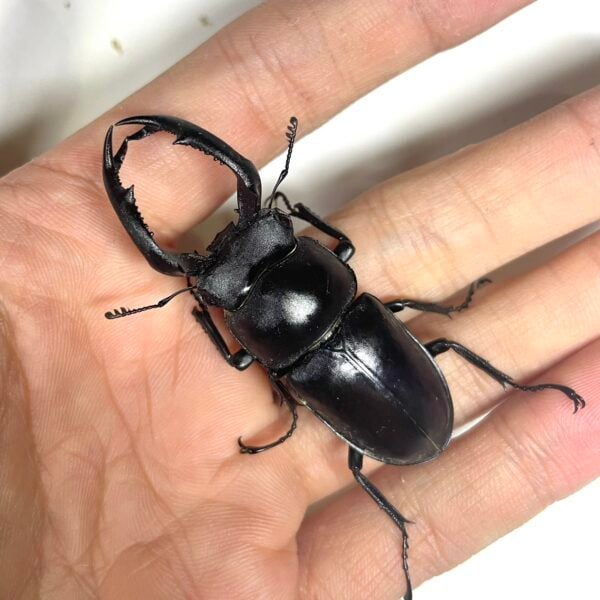 台灣鹿角鍬形蟲（桃園.復興產）♂54mm 成對